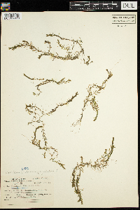 Elodea nuttallii image