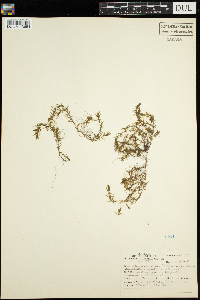 Callitriche hermaphroditica image