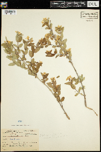 Lonicera morrowii image