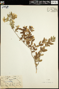 Lonicera tatarica image