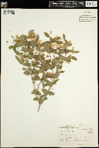 Lonicera tatarica image
