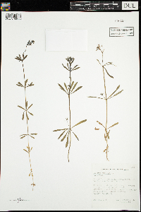 Galium aparine image