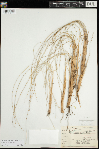 thumbnail image of current specimen