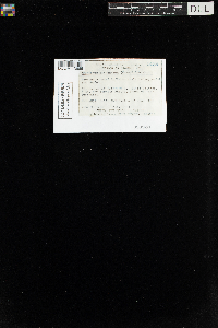 Amphidium lapponicum image