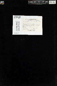 Platydictya jungermannioides image