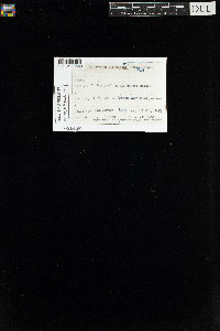 Calliergon stramineum image