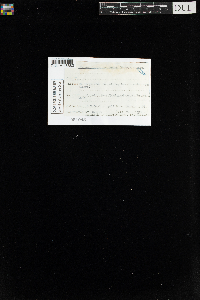 Sanionia uncinata var. uncinata image