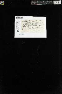 Sanionia uncinata var. uncinata image