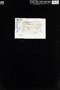 Sanionia uncinata var. uncinata image