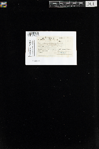 Sanionia uncinata var. uncinata image