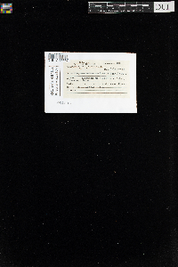 Sanionia uncinata var. uncinata image