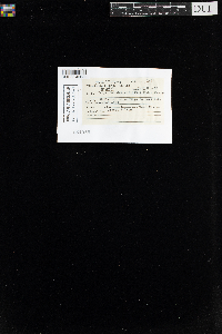 Sanionia uncinata var. uncinata image