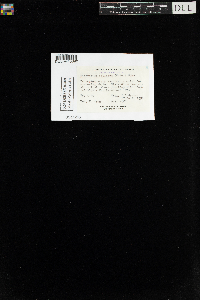 Diphyscium foliosum image