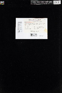 Distichium inclinatum image