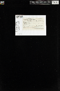 Drepanocladus aduncus var. kneiffii image