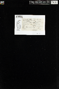 Sanionia uncinata var. uncinata image