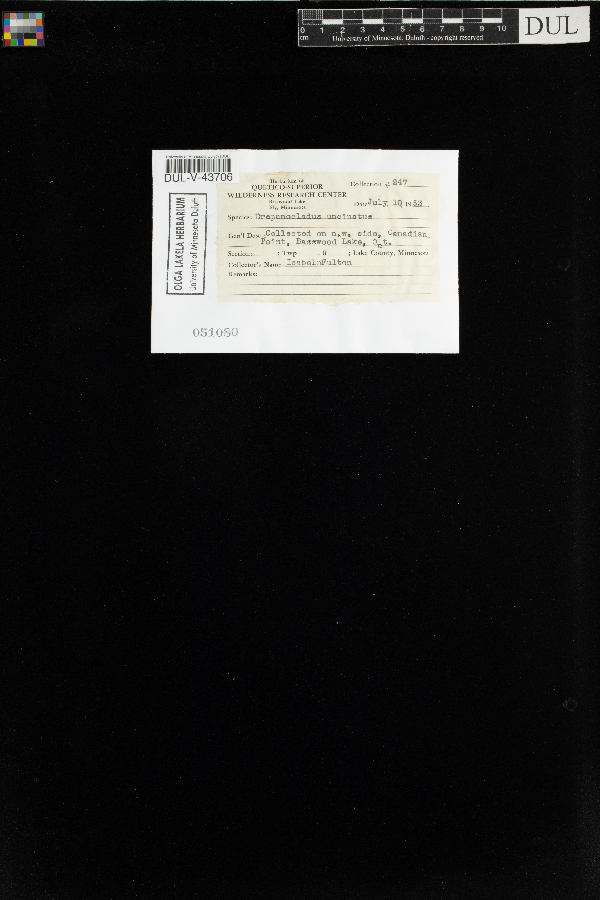 Sanionia uncinata var. uncinata image