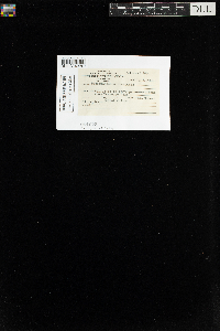 Sanionia uncinata var. uncinata image