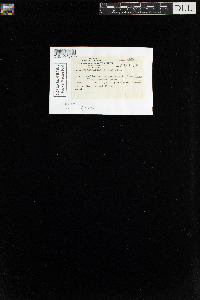 Sanionia uncinata var. uncinata image