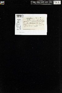 Sanionia uncinata var. uncinata image