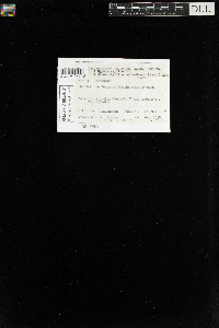 Sanionia uncinata var. uncinata image