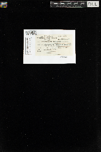 Sanionia uncinata var. uncinata image