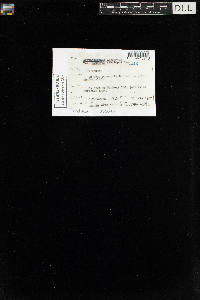 Sanionia uncinata var. uncinata image