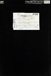 Sanionia uncinata var. uncinata image