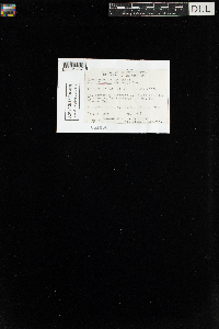 Sanionia uncinata var. uncinata image