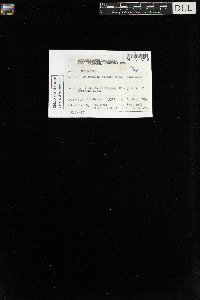 Sanionia uncinata var. uncinata image