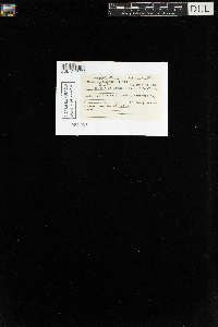 Climacium dendroides image