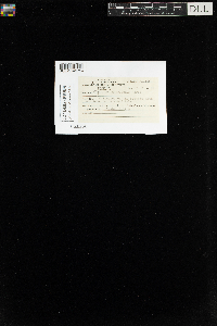 Climacium americanum image