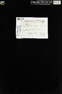 Climacium dendroides image