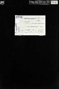 Climacium dendroides image