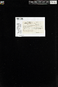 Climacium americanum image