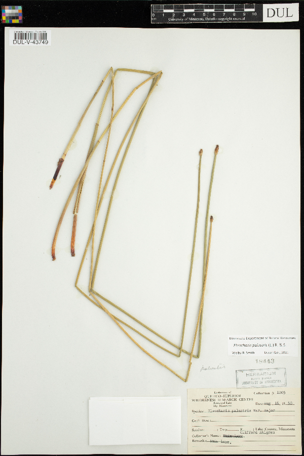 Eleocharis image