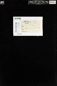 Encalypta ciliata image