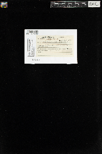 Encalypta ciliata image