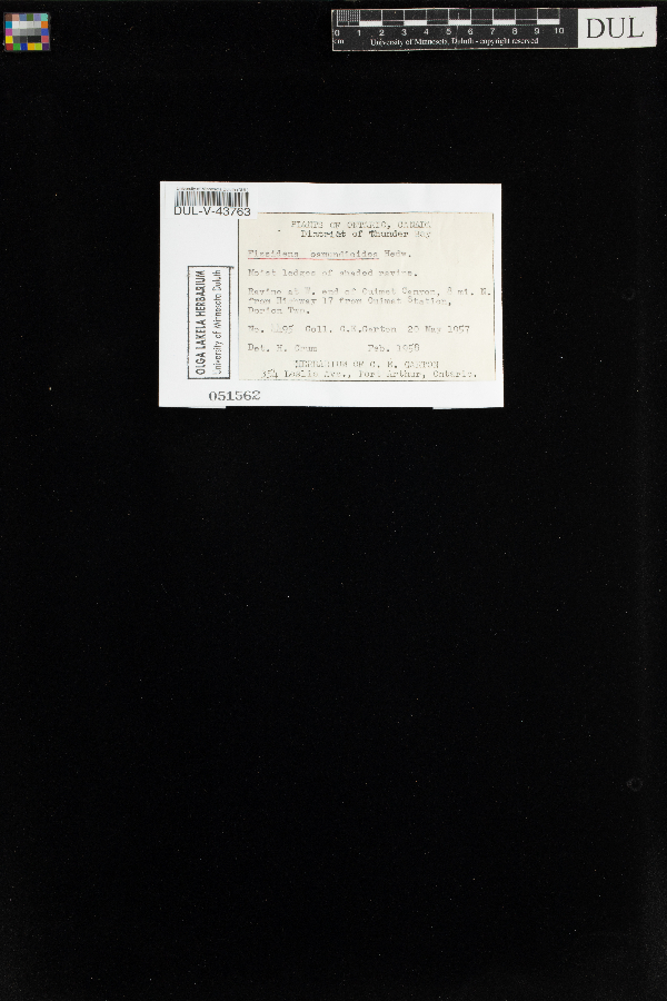 Fissidens osmundioides image