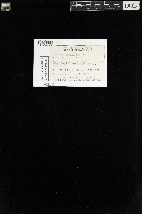 Media resource of Fissidens osmundioides