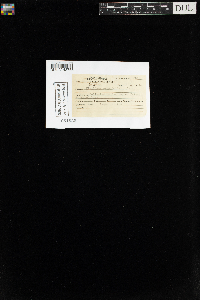 Fissidens osmundioides image