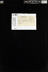 Funaria hygrometrica image