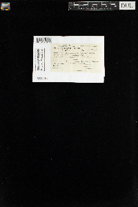 Media resource of Hedwigia ciliata