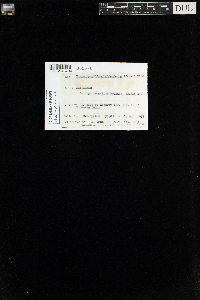 Callicladium haldanianum image