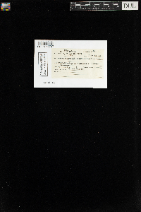 Callicladium haldanianum image