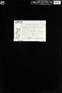 Callicladium haldanianum image