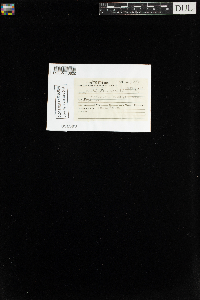 Callicladium haldanianum image