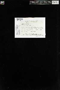 thumbnail image of current specimen