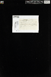 Hygroamblystegium fluviatile image