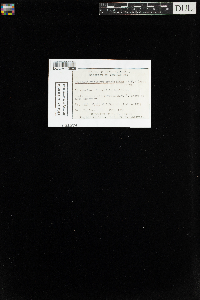 Hygroamblystegium tenax var. tenax image
